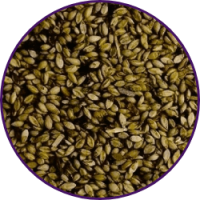 Imagem dos grãos do produto Brachiaria Decumbens cv. Basilisco